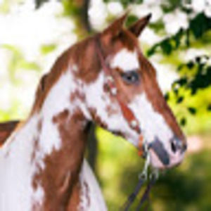 Meet your Posher, Danalee